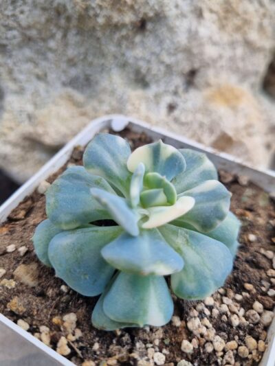 Echeveria Cubic Frost var - Зображення 3
