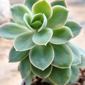 Echeveria Pink Vera var