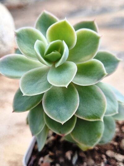 Echeveria Pink Vera var