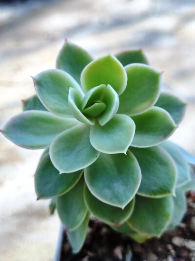 Echeveria Pink Vera var - Зображення 2