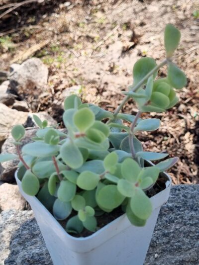 Kalanchoe Alticola - Зображення 2