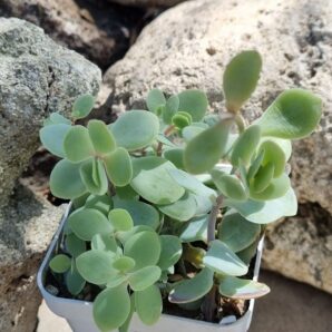 Kalanchoe Alticola
