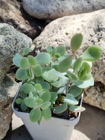 Kalanchoe Alticola