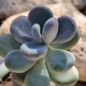 Pachyphytum Oviferum