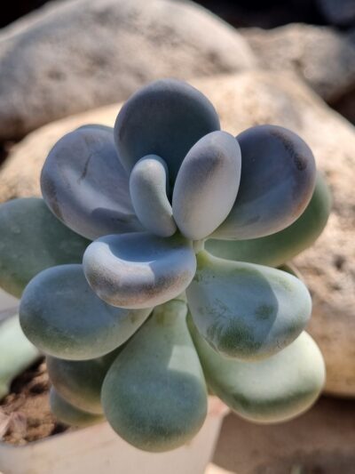 Pachyphytum Oviferum