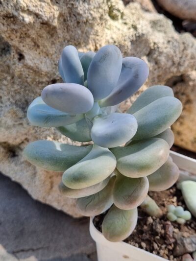 Pachyphytum Oviferum - Зображення 2