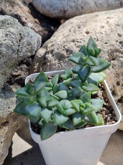 Crassula Perforata White Star - Зображення 2