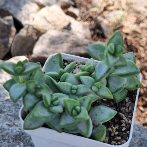 Crassula Perforata White Star