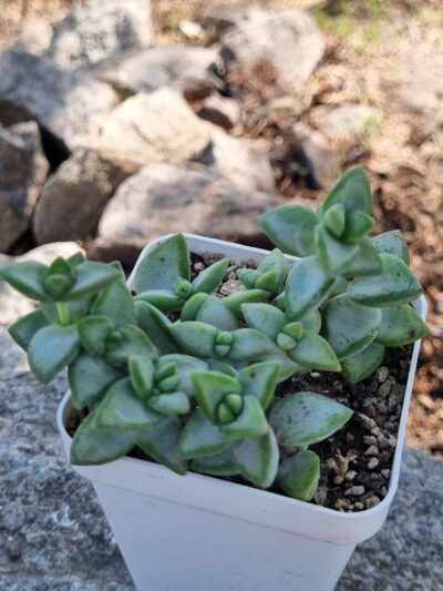 Crassula Perforata White Star