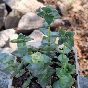 Crassula Perforata var