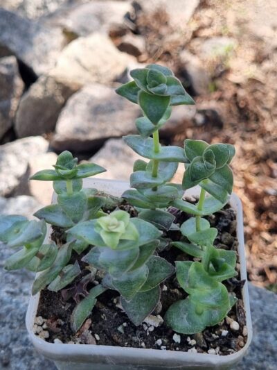 Crassula Perforata var