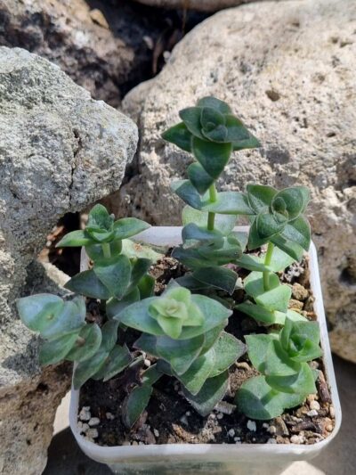 Crassula Perforata var - Зображення 2