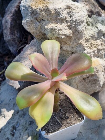 Echeveria Gibbiflora Mexico DF d11 см - Зображення 3