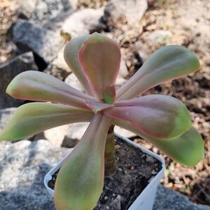 Echeveria Gibbiflora Mexico DF d11 см