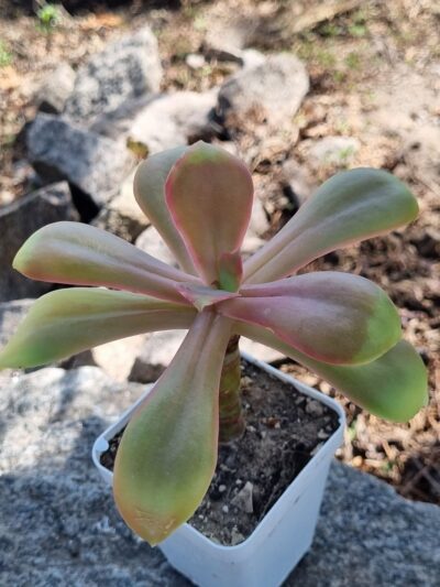Echeveria Gibbiflora Mexico DF d11 см