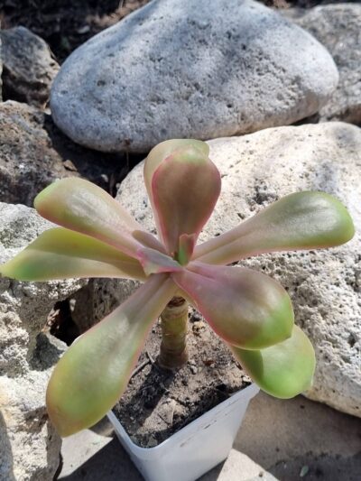 Echeveria Gibbiflora Mexico DF d11 см - Зображення 2