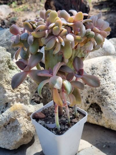 Echeveria Fred Ives cristata (25 см) - Зображення 4