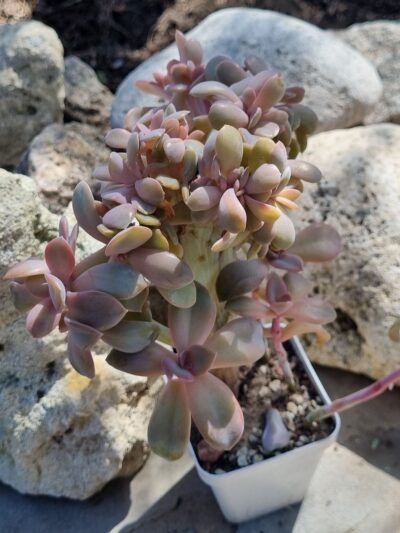 Echeveria Fred Ives cristata (25 см) - Зображення 3