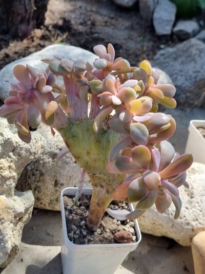 Echeveria Fred Ives cristata (25 см) - Зображення 2