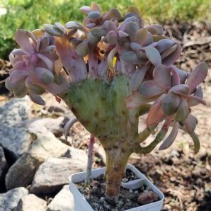 Echeveria Fred Ives cristata (25 см)