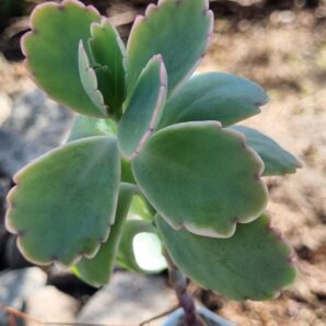 Kalanchoe Fedtschenkoi var