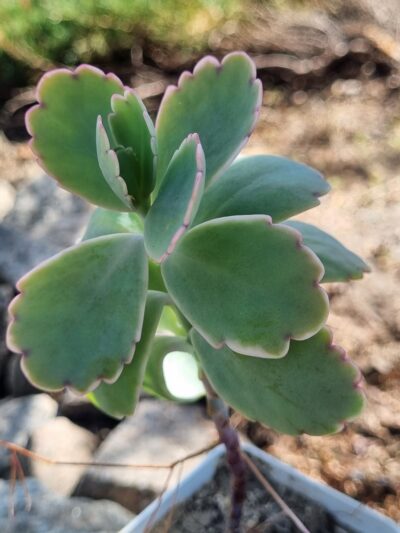 Kalanchoe Fedtschenkoi var