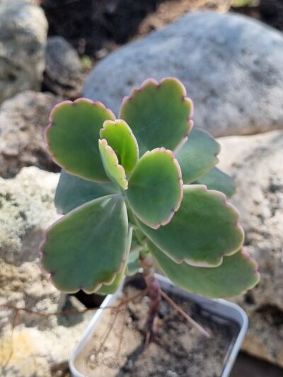 Kalanchoe Fedtschenkoi var - Зображення 2