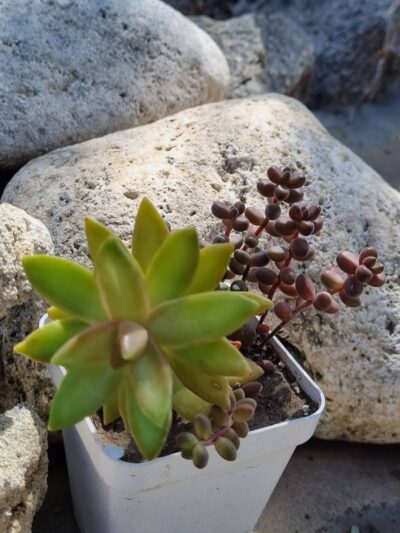 Sedum Nussbaumerianum+Sedum Stahlii - Зображення 2