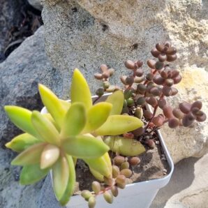 Sedum Nussbaumerianum+Sedum Stahlii
