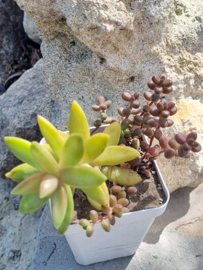 Sedum Nussbaumerianum+Sedum Stahlii