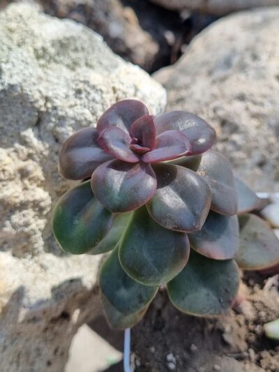 Echeveria Chroma - Зображення 3