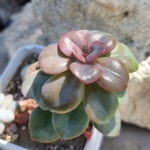 Echeveria Chroma