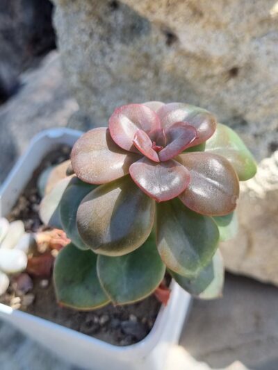 Echeveria Chroma