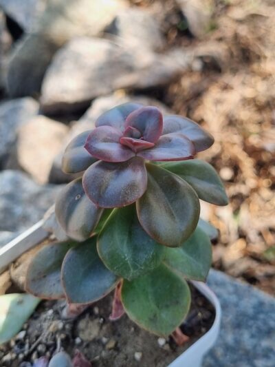 Echeveria Chroma - Зображення 2