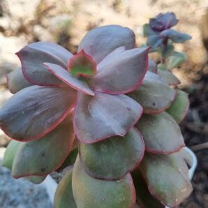 Echeveria Suyon