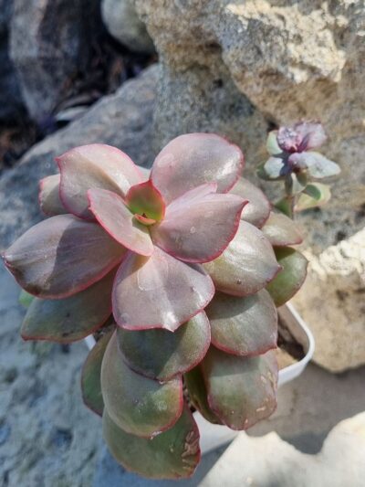 Echeveria Suyon - Зображення 2