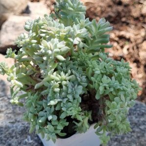 Echeveria Spider f cristata