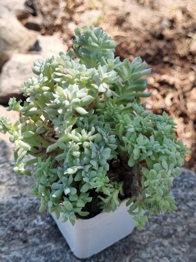 Echeveria Spider f cristata