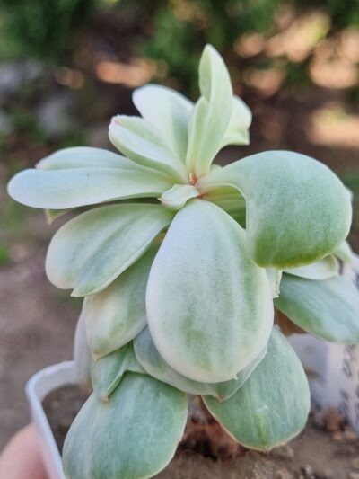 Echeveria Momoca var - Зображення 2