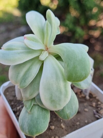 Echeveria Momoca var