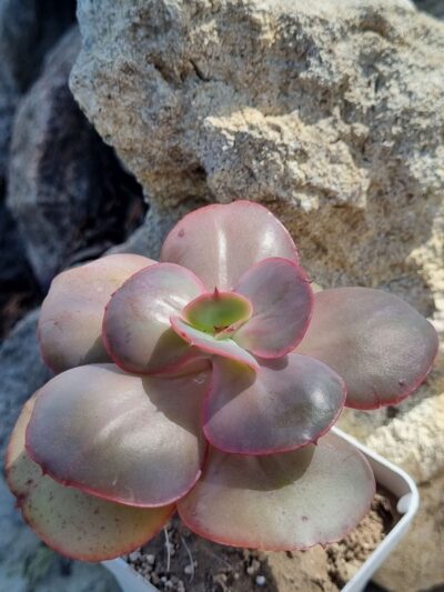 Echeveria Big Red - Зображення 2
