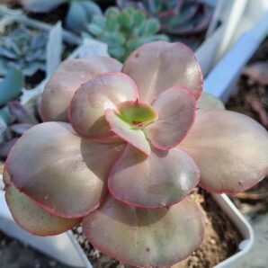 Echeveria Big Red