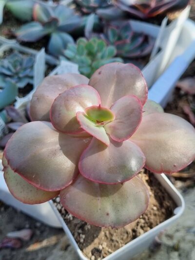 Echeveria Big Red