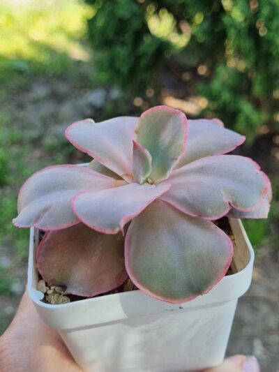 Echeveria Mauna Loa Korean - Зображення 3