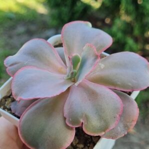Echeveria Mauna Loa Korean