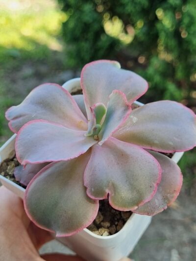 Echeveria Mauna Loa Korean