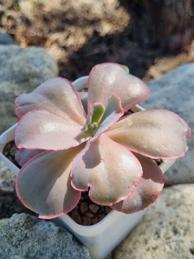 Echeveria Mauna Loa Korean - Зображення 2