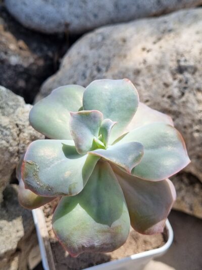 Echeveria Wild Butterfiely - Зображення 2