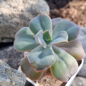 Echeveria Wild Butterfiely