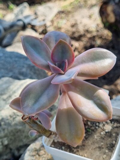 Echeveria Fantasia Carol - Зображення 2